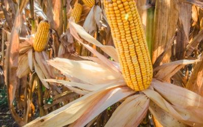 Colheita de milho para silagem avança com alta produtividade e qualidade no RS, aponta Emater/RS-Ascar