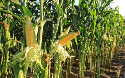 Estiagem prejudica colheita de milho no Rio Grande do Sul, mas áreas irrigadas mostram bom desempenho