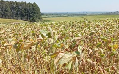 Estiagem no Rio Grande do Sul provoca perdas irreversíveis na agricultura, mesmo com previsão de chuva