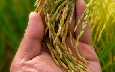 Colheita do arroz avança no RS com bons rendimentos em algumas regiões e desafios em outras