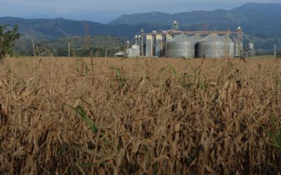 Projeto da UFPel visa fortalecer agroindústrias da Zona Sul com apoio financeiro e técnico