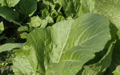 Horta Escolar na Escola João Goulart une aprendizado, sustentabilidade e cidadania em Arroio Grande