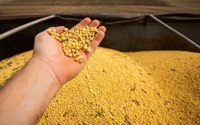 Chuvas aliviam estiagem e favorecem recuperação parcial de lavouras na Fronteira Oeste do RS