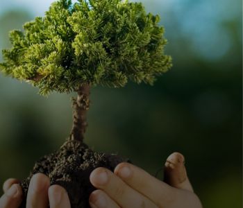 Pelotas intensifica ações ambientais com ênfase na arborização urbana e na revitalização do Ecocamping