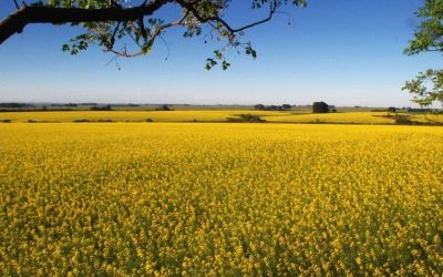 Verão inicia neste sábado com redução de chuvas no Rio Grande do Sul, aponta Simagro-RS