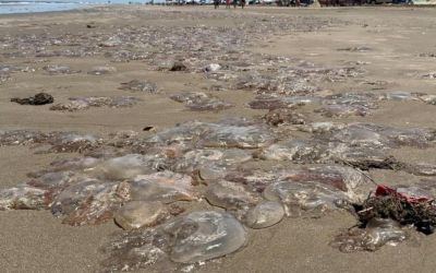 Verão no Rio Grande do Sul começa com aumento nas ocorrências de queimaduras por águas-vivas no litoral