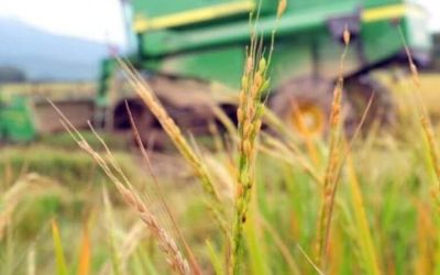 Mercado de arroz no Brasil enfrenta oscilações em 2024, com alta nos preços após catástrofe climática no Rio Grande do Sul