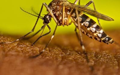 Pelotas confirma novo caso de dengue e chega a 32 infectados; Fragata lidera focos do mosquito