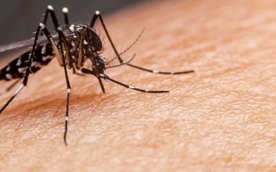 Segundo caso de dengue é confirmado em Pelotas; autoridades reforçam alerta sobre aumento de focos do Aedes aegypti