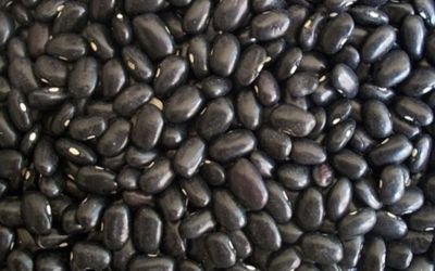 Adubação equilibrada é essencial para o aumento da produtividade do feijão