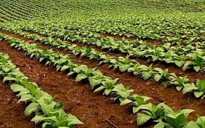 Área cultivada com fumo cresce 14% na zona rural de Pelotas, aponta levantamento do IBGE