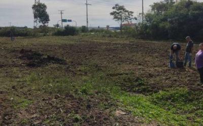 Equinos recolhidos nas ruas estão disponíveis para doação em Pelotas; uso para tração é proibido
