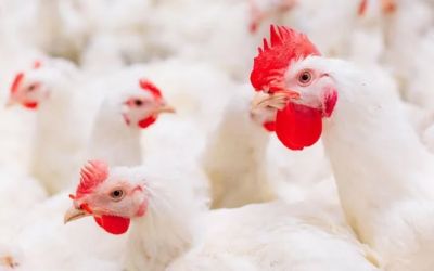 Primeiro caso de gripe aviária em aves comerciais do Brasil é confirmado em granja de Montenegro (RS)