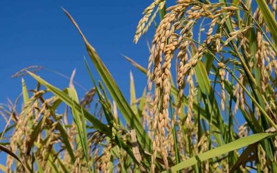 Embrapa apresenta nova cultivar de arroz BRS A709 durante a Abertura da Colheita em Capão do Leão