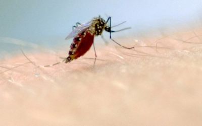 Rio Grande do Sul registra aumento na mortalidade por dengue entre idosos, aponta estudo