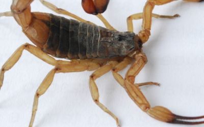Escorpião-amarelo gera alerta para saúde pública no Rio Grande do Sul