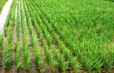 Chuvas favorecem lavouras de arroz no RS, mas produtores temem queda nos preços