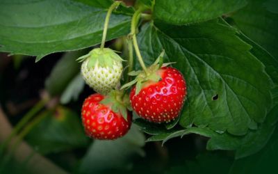 Feiras Municipais de Pelotas: Morango tem alta de 38% nas vendas, enquanto uva apresenta queda de 49%