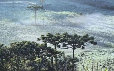 Campos amanhecem cobertos de gelo em São Joaquim, Santa Catarina, recriando cenário de inverno em pleno verão