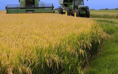 Colheita do arroz atinge 97% no RS com alta produtividade, mas enfrenta perda na qualidade dos grãos