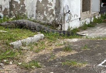 Jacaré é avistado no cemitério de Osório e assusta visitantes; animal não foi encontrado pela Brigada Militar