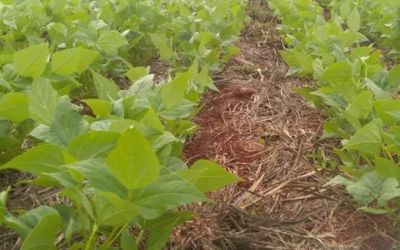 Emater projeta perda de 20,1% na safra gaúcha de verão 2024/2025 devido ao estresse hídrico