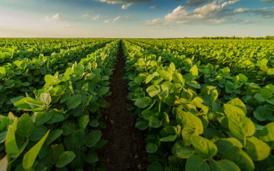  RS lança programas para recuperar agricultura familiar