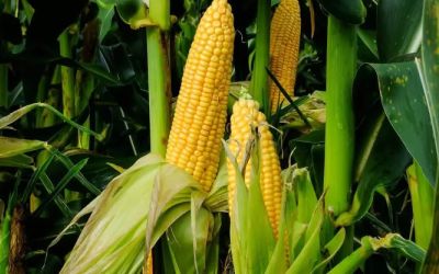 Colheita de milho pauta preços no mercado do Rio Grande do Sul e outros estados do Brasil