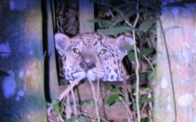 Última onça-pintada em liberdade no RS é avistada no Parque Estadual do Turvo, em Derrubadas