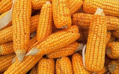 Semeadura do milho atinge 95% no RS, mas clima seco impacta produtividade em algumas regiões