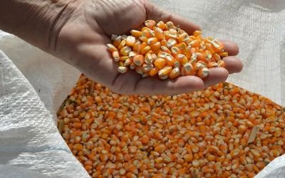 Indústrias do Rio Grande do Sul compram milho com preços entre R$ 70,00 e R$ 74,00 para fevereiro e março