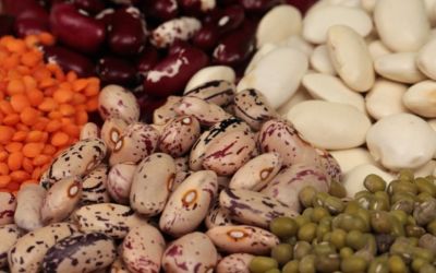 Safra de feijão no Rio Grande do Sul segue com bom desenvolvimento, com expectativas favoráveis em diversas regiões