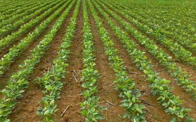 Plantio de soja ultrapassa 90% no RS, mas pragas e clima desafiam produtores