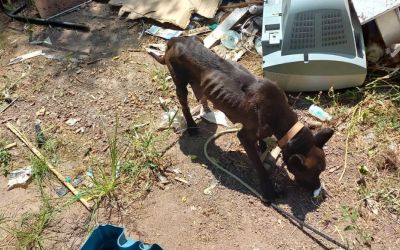 Prefeitura de Cerrito faz comunicado sobre adoção responsável de filhote resgatado de maus-tratos