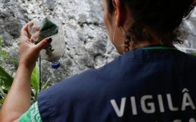 Rio Grande do Sul registra queda de 81,8% nos casos prováveis de dengue em 2025