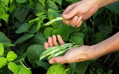 Área cultivada com feijão cai 55% no RS devido à estiagem e desvalorização do grão