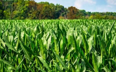 Indústrias do RS priorizam milho interno apesar de preços maiores na exportação