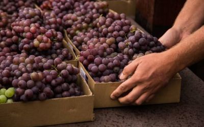 15ª Abertura Oficial da Uva de Pelotas acontece no sábado (1º) com escolha da Corte da Uva 2025