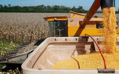 Colheita de milho no RS ultrapassa 50%, com preços variando entre R$ 70 e R$ 80 por saca