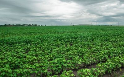 Falta de chuvas impacta mercado da soja no RS; preços seguem estáveis em outras regiões