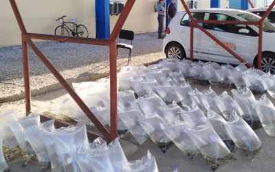 Prefeitura de Pelotas entrega mais de 10 mil alevinos a produtores rurais no início do Programa de Piscicultura 2025