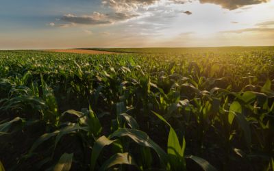 Agronegócio Gaúcho cobra ação Federal urgente em meio à crise