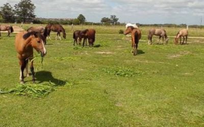 Hospedaria de Grandes Animais de Pedro Osório disponibiliza 11 equinos para adoção