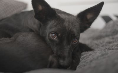 Sete cães são encontrados mortos em Arroio Grande e caso gera comoção