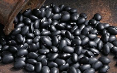 RS projeta 28,8 mil hectares de feijão para 2024/2025, aponta Emater/RS