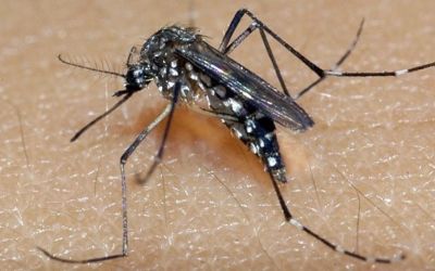 Pelotas inicia campanha de combate à dengue com mutirão no Fragata e ação comunitária
