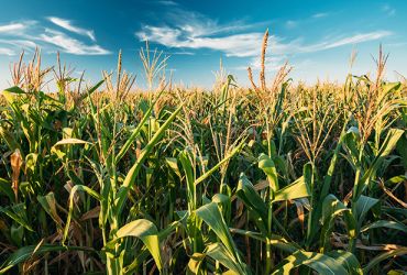 Uso de bioativadores de algas fortalece lavouras de milho contra pragas e doenças no Brasil
